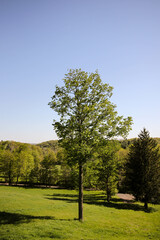Lone Tree in Verdant Field on a Sunny Spring Day