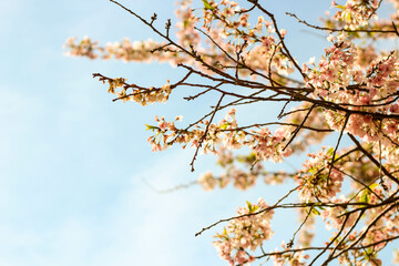 Closeup of cherry blossom in clear sky