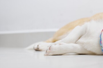 Minimal lifestyle pet photography