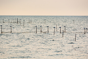 Ujscie, Nowa Pasleka, Poland - August 16, 2021. Seagulls standing on fishermen nets on Vistula Lagoon by Pasleka river