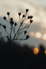 Silhouette of a dried wild plant with prickly inflorescences against the background of a blurred,...