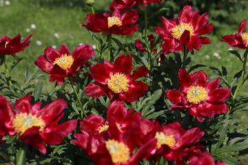 Red peony (cultivar Mahogany) flowers in summer garden