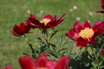 Red peony (cultivar Mahogany) flowers in summer garden