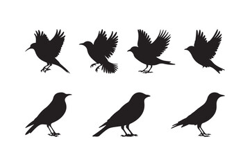 Bird Silhouette Vector Set of Flying and Standing Birds Black Icon Collection