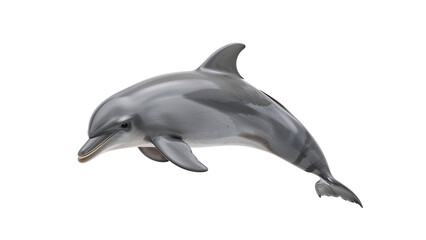 Fototapeta premium Dolphin, isolated on transparent background PNG
