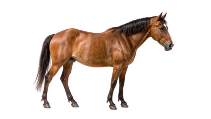 Horse, isolated on transparent background PNG