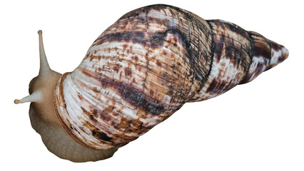 A giant Achatina snail on a white background isolated. Natural beauty, mucin-rich slime, ideal for skincare, cosmetics, and wellness concepts. Calm, organic, eco-friendly scene.