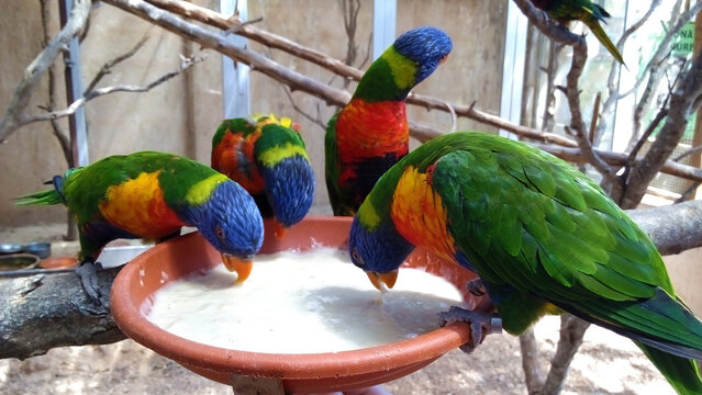 Visitantes del zool&oacute;gico alimentando con papilla para loros a bandada de coloridos lori arco&iacute;ris en cautiverio en aviario de Santa Eug&egrave;nia, Mallorca, Islas Baleares. Actividades con animales.