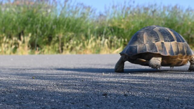 The turtle moves forward and away from the camera on the asphalt village road.