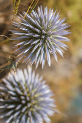 Fototapeta premium Echinops flower, Asteraceae family in the arid flora of Crete. They have spiny foliage and produce blue or white spherical flower heads. Globe thistles are the host plant of weevils