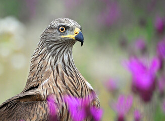 un milano negro en un campo de flores violetas