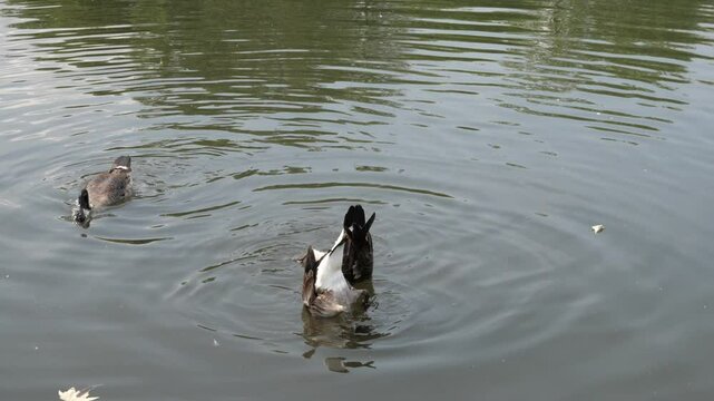 Canadian Goose at Schloss Benrath in Dusseldorf, Germany.