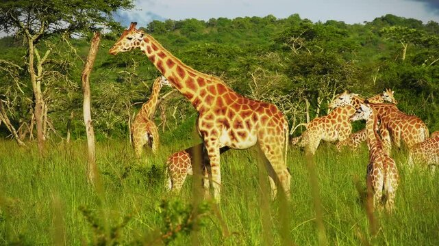 Rothschild's giraffe - Giraffa camelopardalis rothschildi subspecies of the Northern giraffe, also Baringo or Nubian or as the Ugandan giraffe, portrait of long neck mammal from Africa in herd.