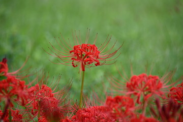 赤い彼岸花