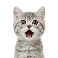 Fototapeta premium Surprised gray tabby kitten with wide eyes and open mouth, displaying playful and curious expression against transparency background