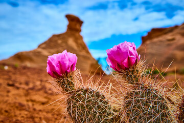 Blooming Cactus with Magenta Flowers and Red Rock Formations Eye Level Close Up
