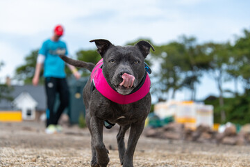 A blue Staffordshire bull terrier in a pink buoyancy aid running towards the camera with her tongue out and a blurred man in the background.