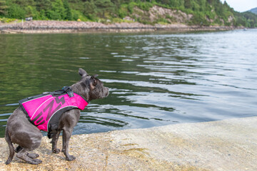 Looking out over a Scottish sea loch, a blue Staffordshire bull terrier in a pink buoyancy aid.