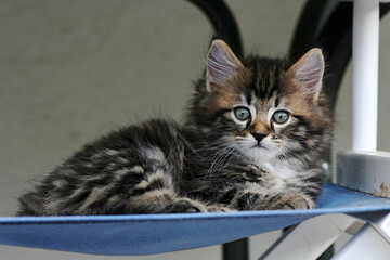 Eine flauschige kleine gestreifte Babykatze. Eine junge Norwegische Waldkatze