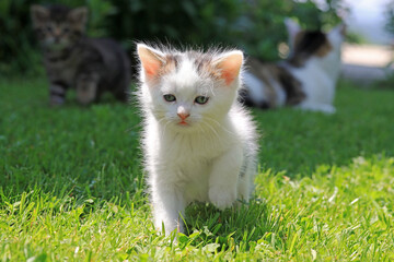 Eine kleine flauschige weiße Babykatze läuft durch das Gras