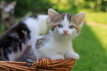 Zwei niedliche kleine weiße Babykatzen in einem Korb im Gras