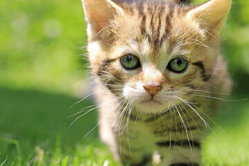 Eine kleine Babykatze mit gestreiften Fell läuft durch das Gras