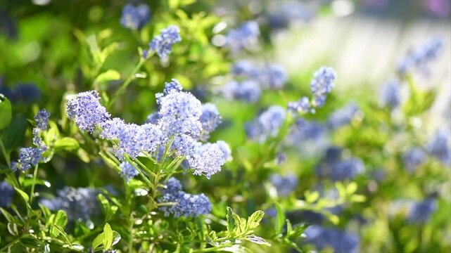 Ceanothus flower Shrub blooming in summer garden, close up. California lilac flowers. Ceanothus in garden design, blue flowers, macro shot. Slow motion. 