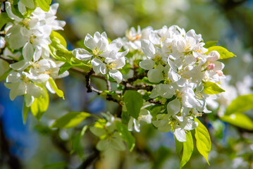 Flowering branch of pear in the garden in spring
