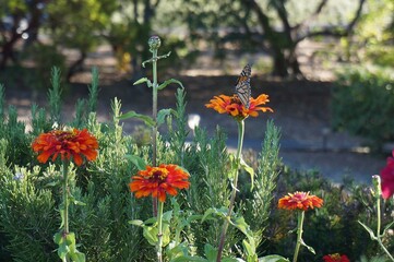 monarch butterfly on orange flowers in the garden 