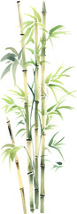 Obraz premium Vector watercolor painted bamboo. Hand drawn flower design elements isolated on white background.