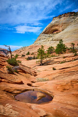 Sandstone Formations Water Pocket and Juniper Trees Zion National Park Eye Level