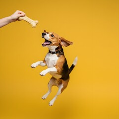 Joyful Beagle Leaping for Treat A Canine's Moment of Happiness and Anticipation against a Sunny Backdrop
