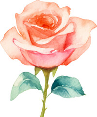 Vector watercolor painted rose flower. Hand drawn design element isolated on white background.