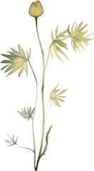 Vector Watercolor painted flower. Hand drawn flower design elements isolated on white background.