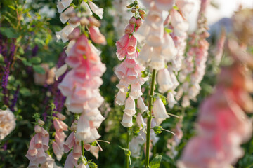 Close up of blooming foxgloves in summer garden. Peachy apricot pink beige digitalis flowers grow in group on flowerbed