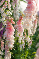Close up of blooming foxgloves in summer garden. Peachy apricot pink beige digitalis flowers grow in group on flowerbed