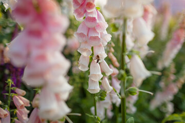 Close up of blooming foxgloves in summer garden. Peachy apricot pink beige digitalis flowers grow in group on flowerbed