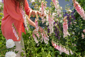 Woman picking foxglove flowers holding basket using pruner in summer garden. Digitalis in blossom. Peachy apricot pink blooms