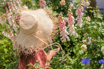 Back view of gardener enjoying foxgloves landscape admiring flowers in summer garden. Peachy apricot digitalis in blossom.