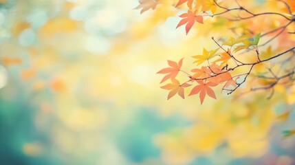 Fototapeta premium Autumn leaves against a soft, blurred background.