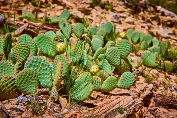 Prickly Pear Cactus Pads with Fruits and Bee in Sunlit Desert Eye Level View