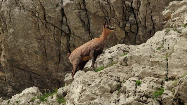 Wild mountain goats jumping in slow motion
