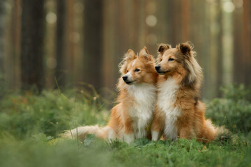 Two Collies sitting close together in a lush green forest surrounded by tall trees. The serene...