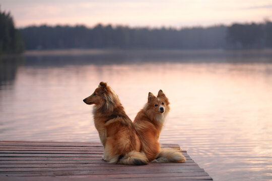 Two Collies sitting on a dock near the calm waters of a lake during sunset. The peaceful environment captures the bond between the dogs.
