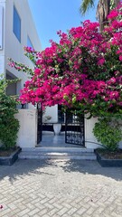 garden with flowers