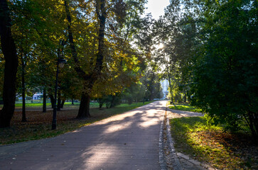 Fototapeta premium Calm park scene showcasing a paved pathway surrounded by tall trees under gentle sunlight, creating a serene and tranquil atmosphere