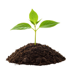 Young green plant seedling growing from a mound of soil, isolated on a white background.
