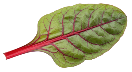 Fresh Swiss Chard Leaf with Vibrant Red Veins and Green Texture