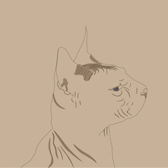 A silhouette of a domestic Sphinx cat on a beige background. Vector illustration.