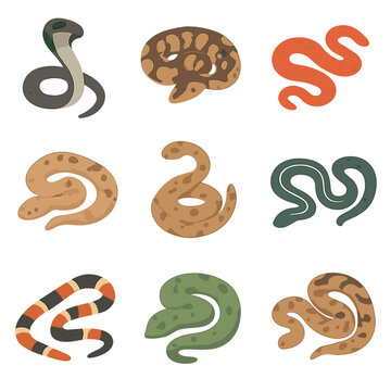 Snake Species Icons. Isometric Flat icon set of snake species: king cobra, ball python, corn snake, boa constrictor, rattlesnake,